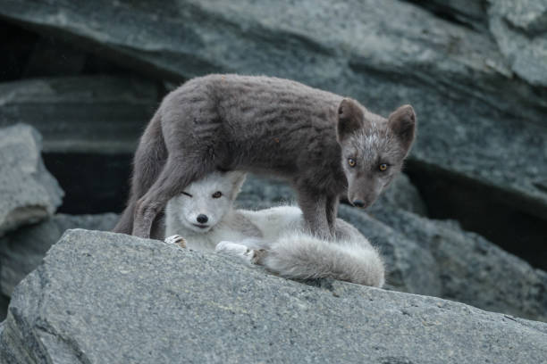 istock Arctic fox in a autumn coloured Norwegian landscape 1064160594