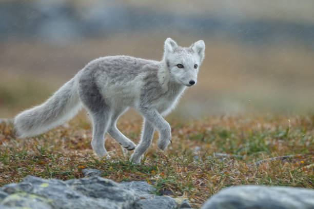 istock Arctic fox in a autumn coloured Norwegian landscape 1064160732