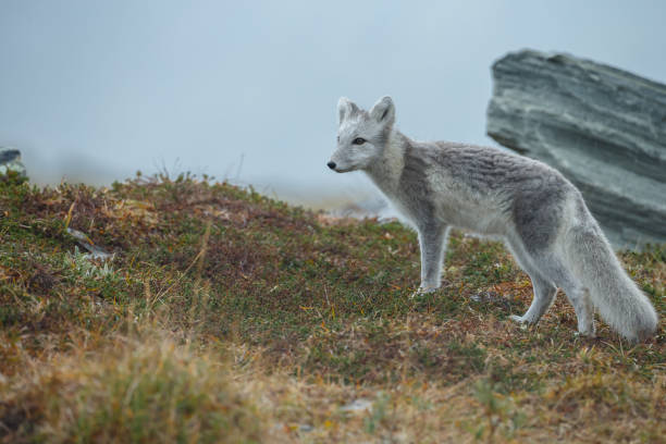 istock Arctic fox in a autumn coloured Norwegian landscape 1064160770