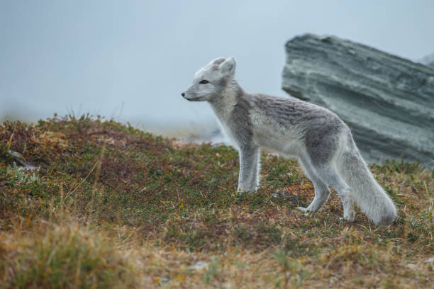 istock Arctic fox in a autumn coloured Norwegian landscape 1064160824