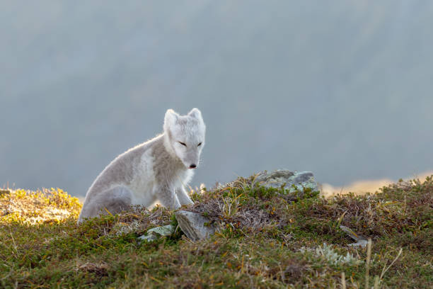 istock Arctic fox in a autumn coloured Norwegian landscape 1064161076