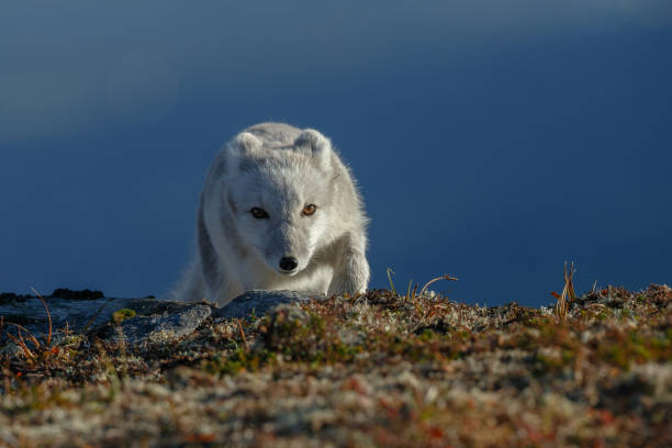 istock Arctic fox in a autumn coloured Norwegian landscape 1064161226