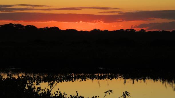 istock Transpantaneira in the Pantanal 1064161720