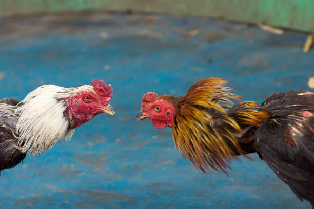 istock Chicken of  Thailand. 1064162112