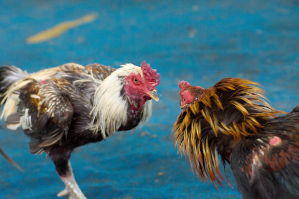 istock Chicken of  Thailand. 1064163362
