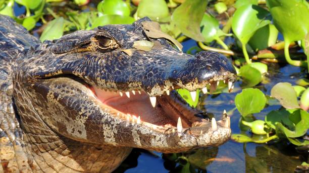 istock Transpantaneira in the Pantanal 1064163582