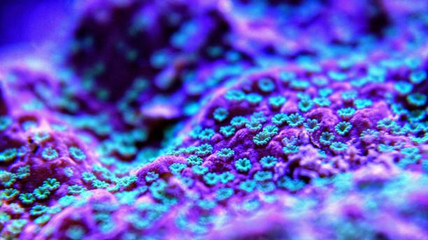 istock Macro shot on tiny polyps on Montipora sps coral in saltwater aquarium 1064167530