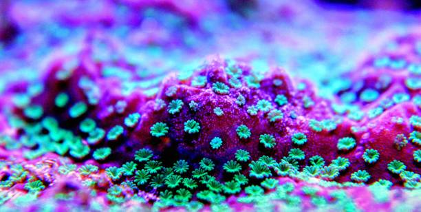 istock Macro shot on tiny polyps on Montipora sps coral in saltwater aquarium 1064167534