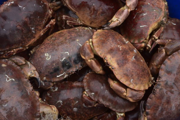 istock Tub Full of Edible King Crabs 1064168766