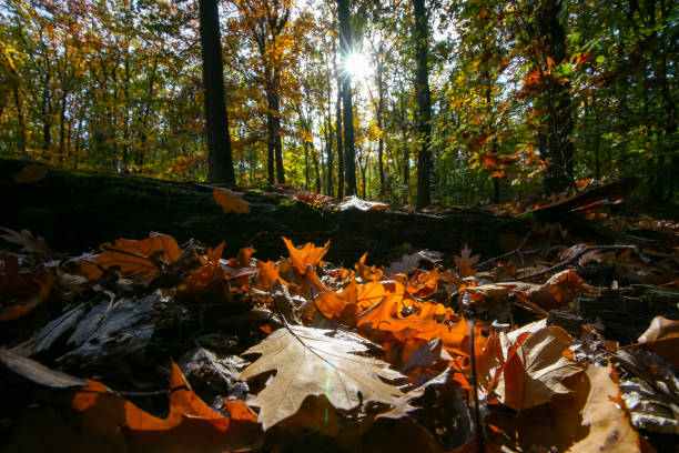 istock Forest with fallen colored leaves on the ground and seasenal autumn light 1064168978