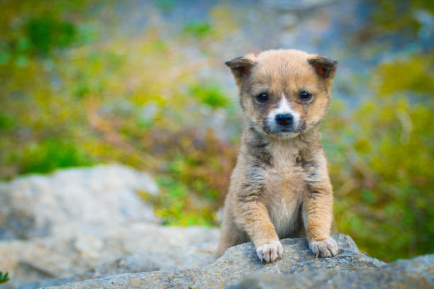 istock Baby dog on rock 1064170022