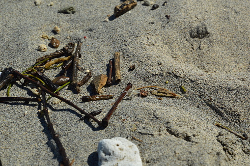 Cangrejo blanco en la playa photo