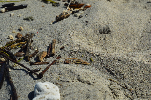Cangrejo blanco en la playa photo