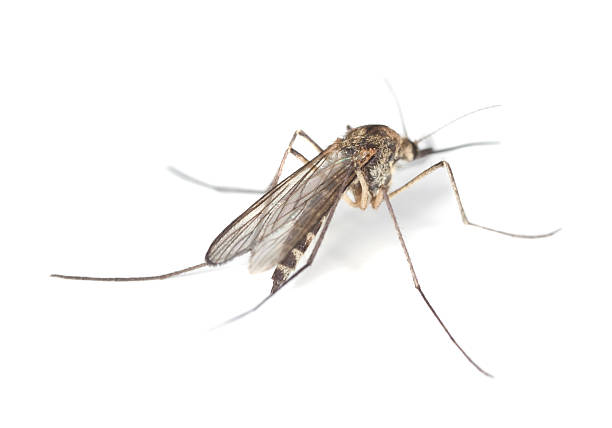 istock Mosquitos isolated on white background. 106417386