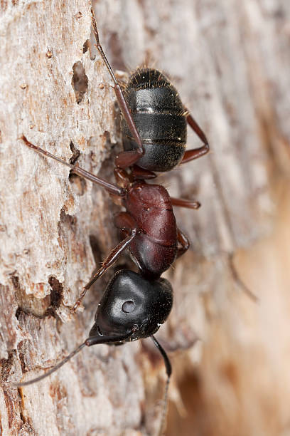 istock Macro photo of a Carpenter ant. 106417400