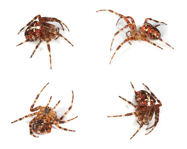 Different positions of Cross orb weaver (Diadematus araneus). Macro photo.