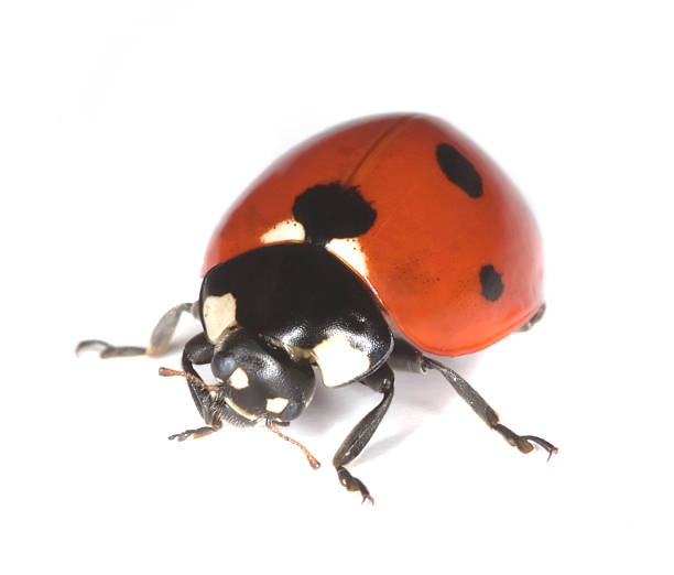 photo macro de coccinelle isolé sur fond blanc. - septempunctata photos et images de collection