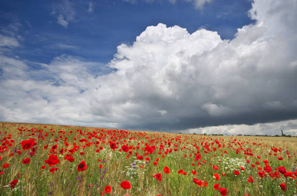istock Meadow of wheat and poppies. 1064175558