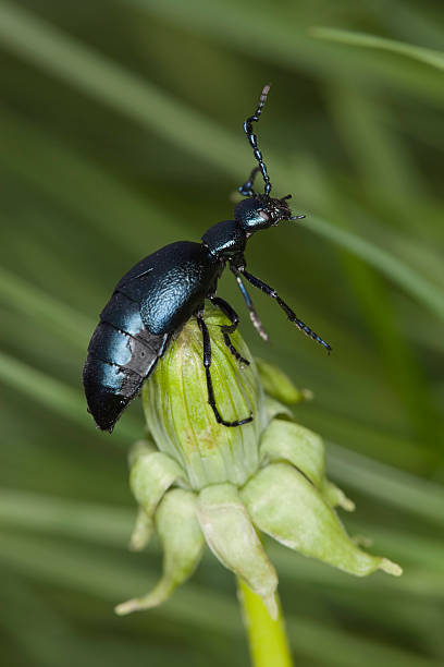 istock Oil beetle sitting on a dandelion. Macro photo. 106417684