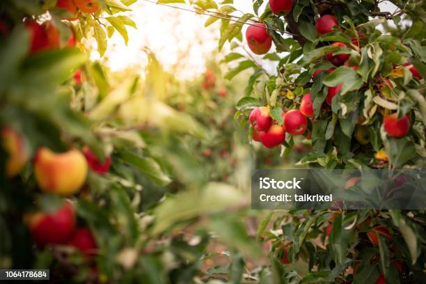 Die Reifen Äpfel Auf Dem Baum Thüringen Deutschland Stockfoto und mehr Bilder von Apfel