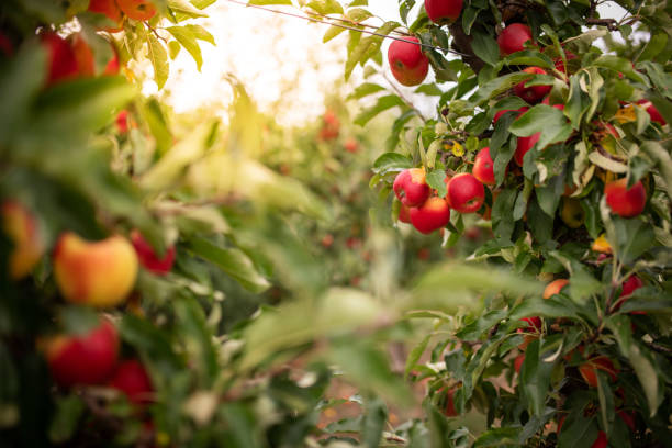 Ripe apples on a tree, Thuringia, Germany Thuringia, Germany: Ripe apples hanging on a tree in an apple orchard. apple fruit stock pictures, royalty-free photos & images