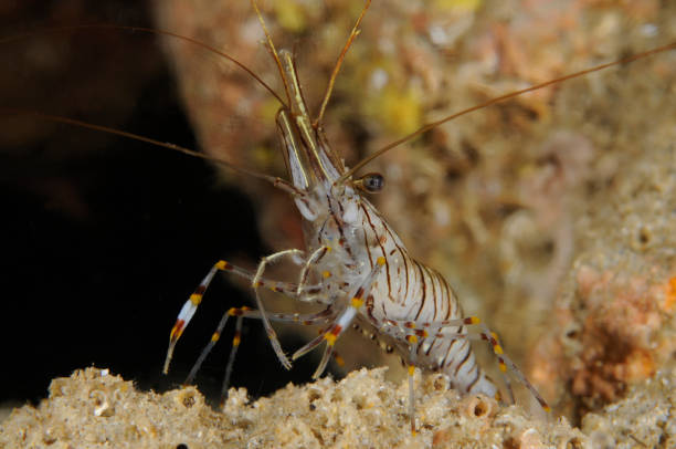 istock Underwater Sea Life 1064181362