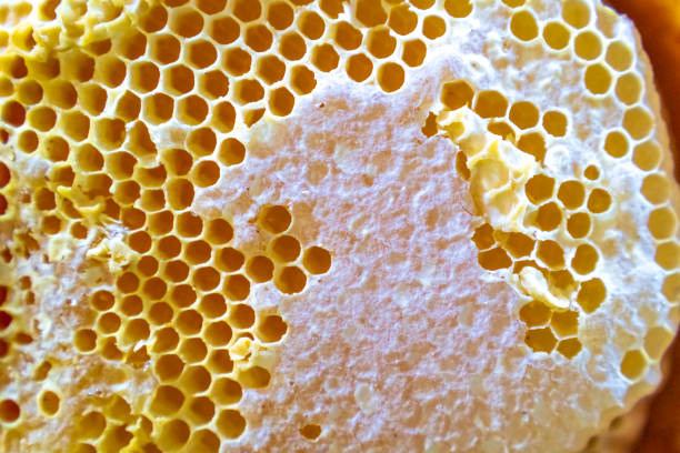 um close-up de uma colmeia de abelhas abandonada, vazia do favo de mel linda. - honey purity raw pollination - fotografias e filmes do acervo