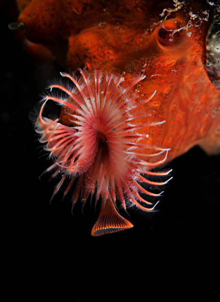 istock Underwater Sea Life 1064182222