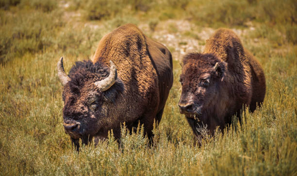 istock Two male Bison with mud on face standing in a green tall grass field 1064182678
