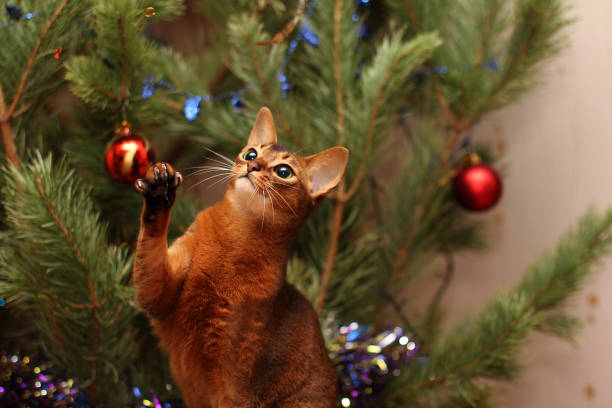 istock Abyssinian cat playing with tinsel around the Christmas tree. 1064186384