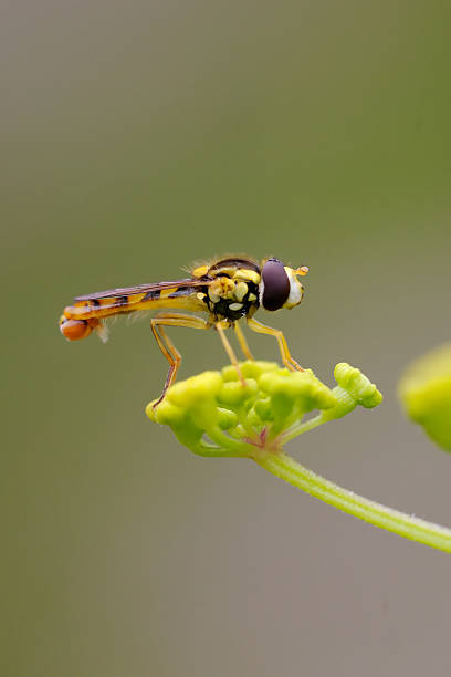 Hoverfly on Wild Parsnip stock photo