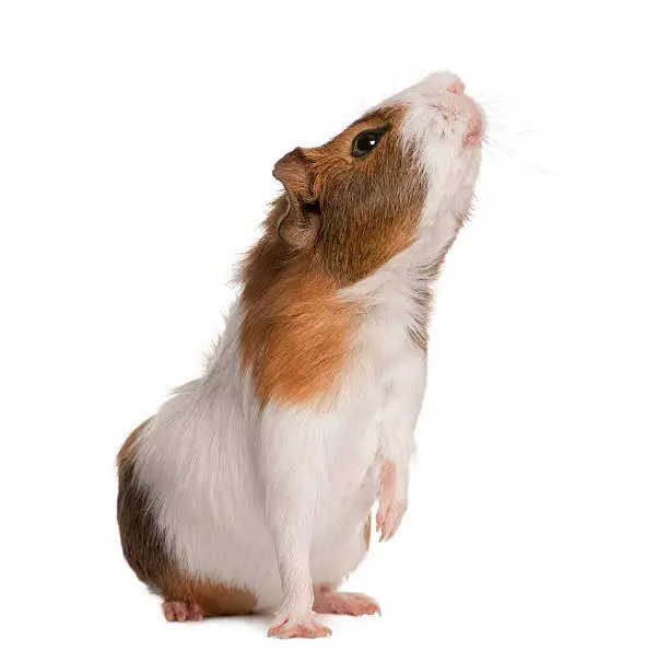 Photo of Side view of Guinea pig, Cavia porcellus, sniffing.