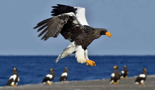 istock Steller's sea eagle spread his wings. 1064186992