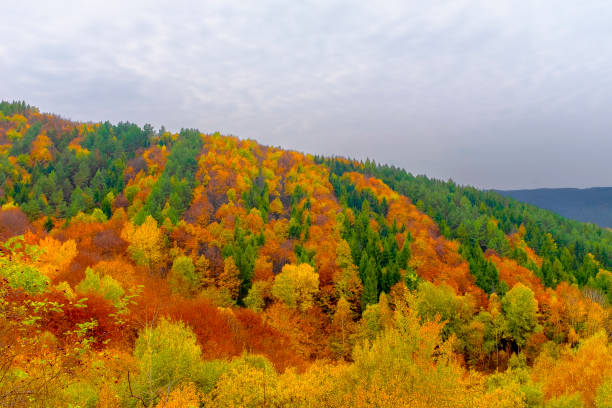 istock Autumn nature with colorful foliage 1064187318
