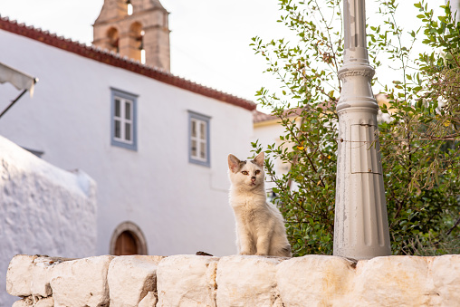 A beautiful wild, stray kitten stands on a stone wall amidst beautiful Old world scenery, on the enchanting Greek Island of Hydra.