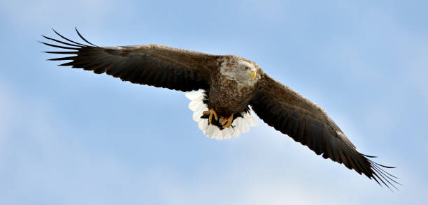istock Adult White-tailed eagle in flight. 1064189756