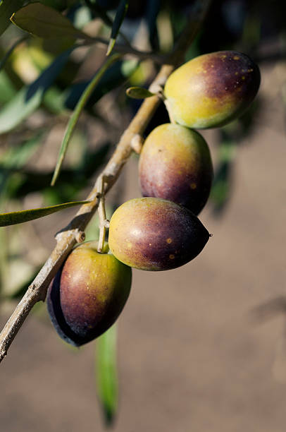 istock Bunch of Olives 106419220