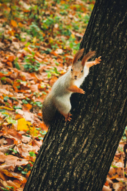 istock Beautiful fluffy squirrel close-up in autumn park eating nuts. 1064192320