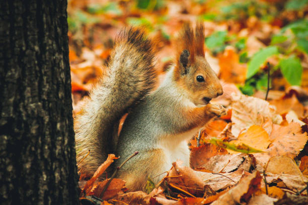 istock Beautiful fluffy squirrel close-up in autumn park eating nuts. 1064192360