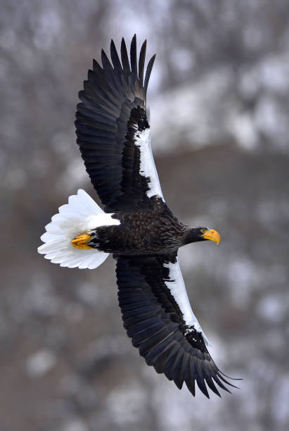 istock Adult Steller's sea eagle in flight. 1064192716