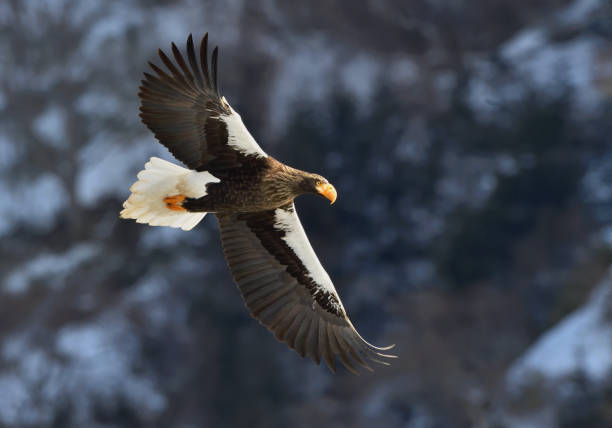 istock Adult Steller's sea eagle in flight. 1064193056