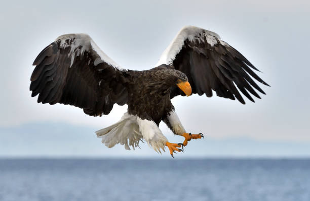 istock Adult Steller's sea eagle in flight. 1064193156