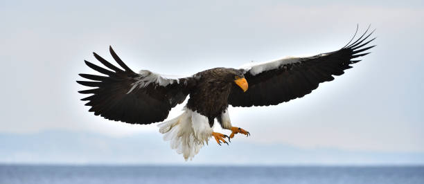 istock Adult Steller's sea eagle in flight. 1064193218