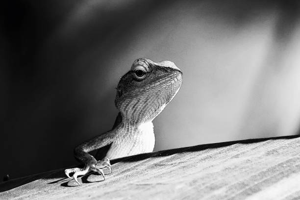 istock Monocgome Little lizard on leaf in nature green backgound. 1064193554