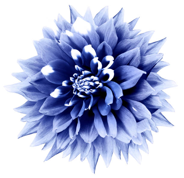 istock light blue background with clipping path. Nature. Closeup. dahlia. 1064195494