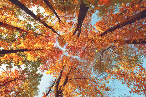 istock Colored autumn forest in warm sunlight, fall season outdoor scene 1064195566