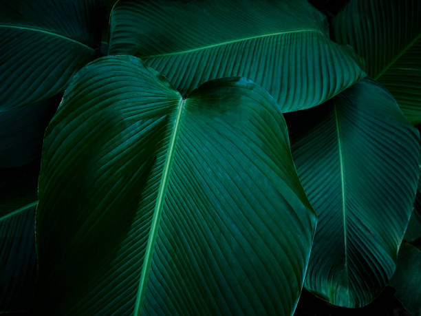 Giant green tropical Leaves in the primal forest of Costa Rica