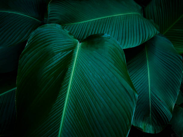 tropical leaves in the primal forest of costa rica - tropical rainforest rainforest costa rica tree area imagens e fotografias de stock