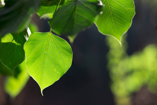 Green Bodhi leaves background
