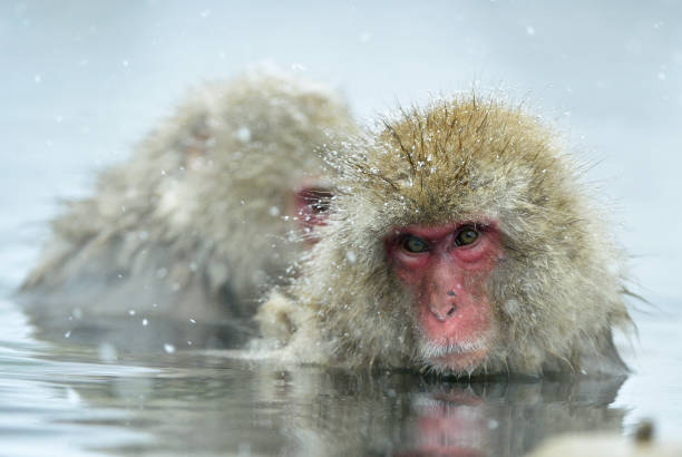 istock Snow monkeys in natural hot spring. 1064200304